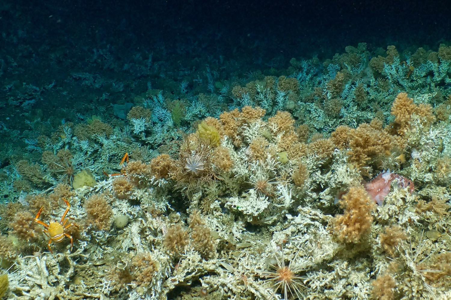 New-pristine-coral-reef-discovered-Ecuador-Galapagos-Islands-SPACEBAR-Hero