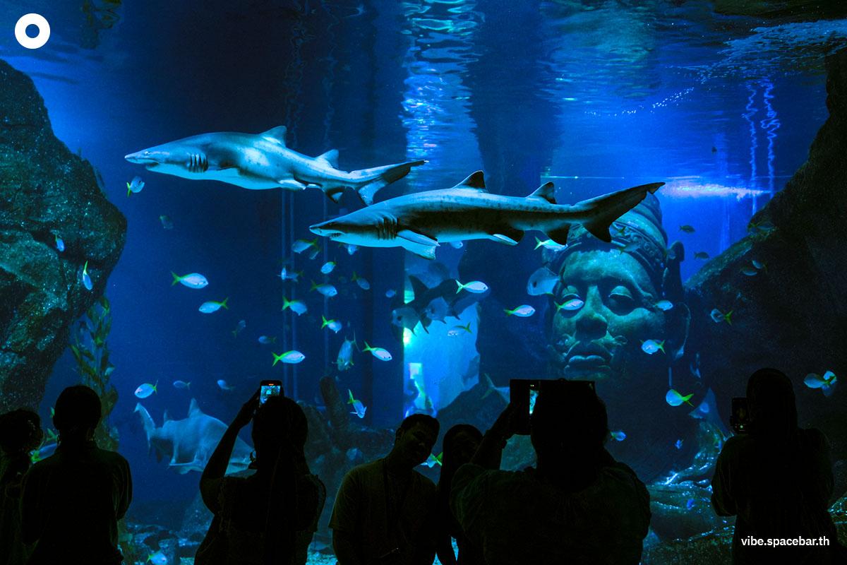 Photo-story-Sea-life-bangkok-new-8-sharks-SPACEBAR-Photo03.jpg