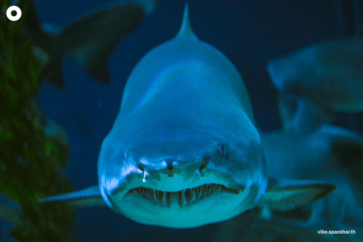 Photo-story-Sea-life-bangkok-new-8-sharks-SPACEBAR-Photo05.jpg