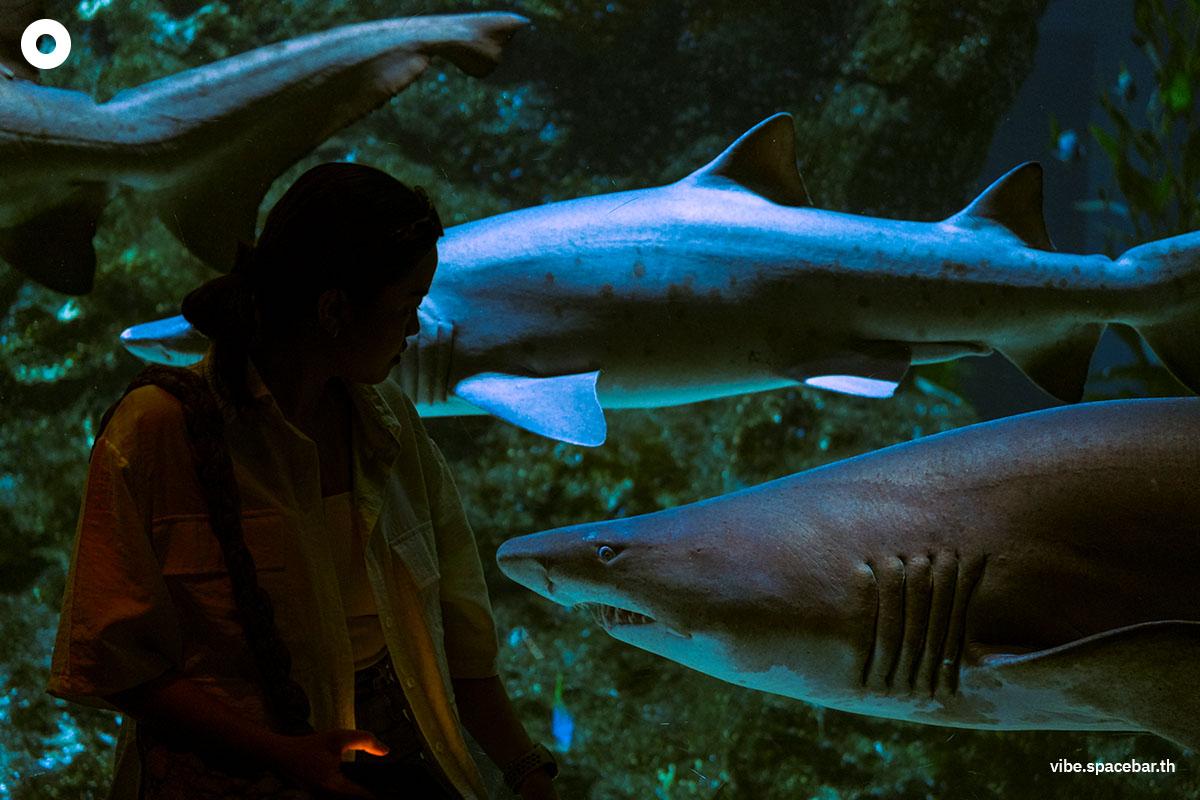 Photo-story-Sea-life-bangkok-new-8-sharks-SPACEBAR-Photo07.jpg