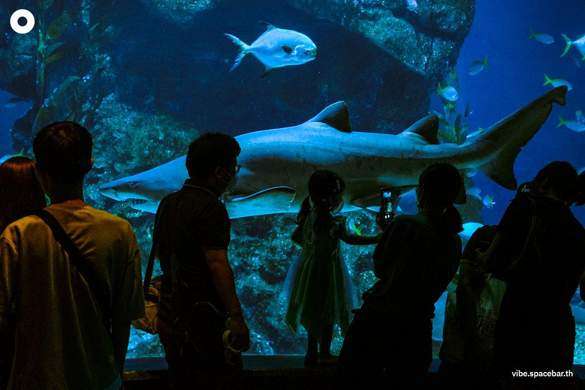 Photo-story-Sea-life-bangkok-new-8-sharks-SPACEBAR-Photo13.jpg
