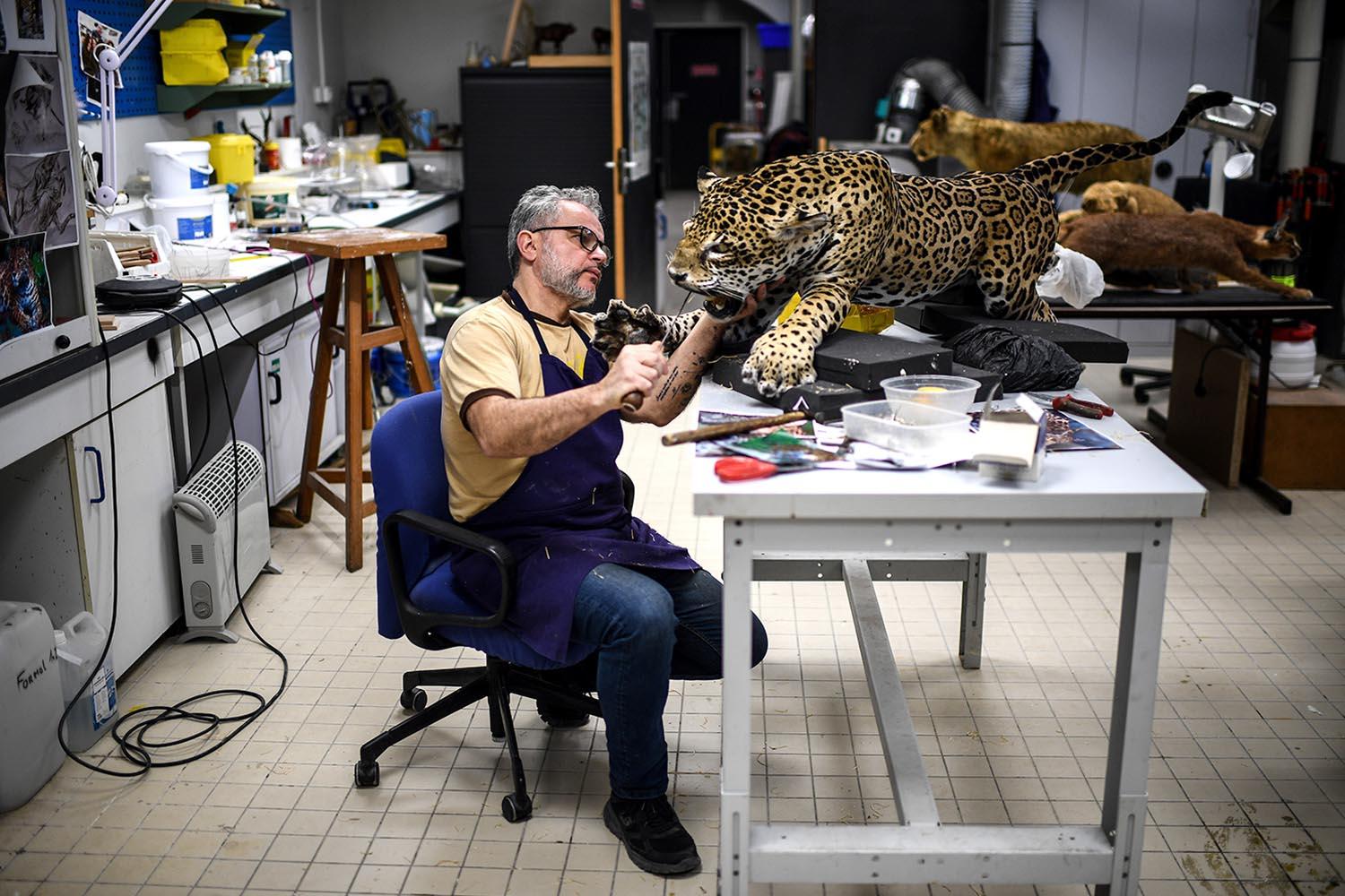 Shot-of-the-day-Taxidermist-Vincent-Cuisset-jaguar-Museum-Naturelle-Paris-SPACEBAR-Hero
