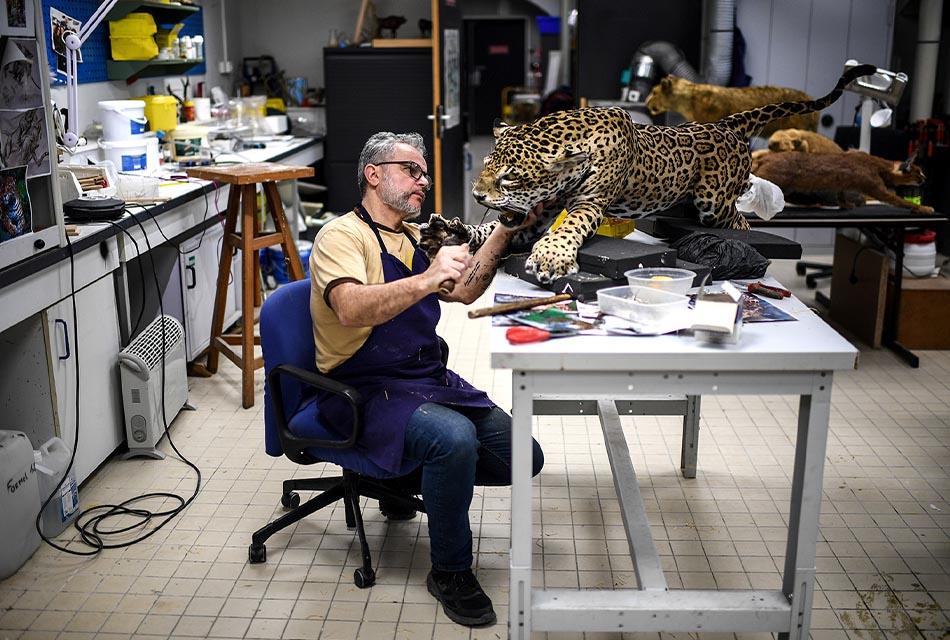 Shot-of-the-day-Taxidermist-Vincent-Cuisset-jaguar-Museum-Naturelle-Paris-SPACEBAR-Thumbnail