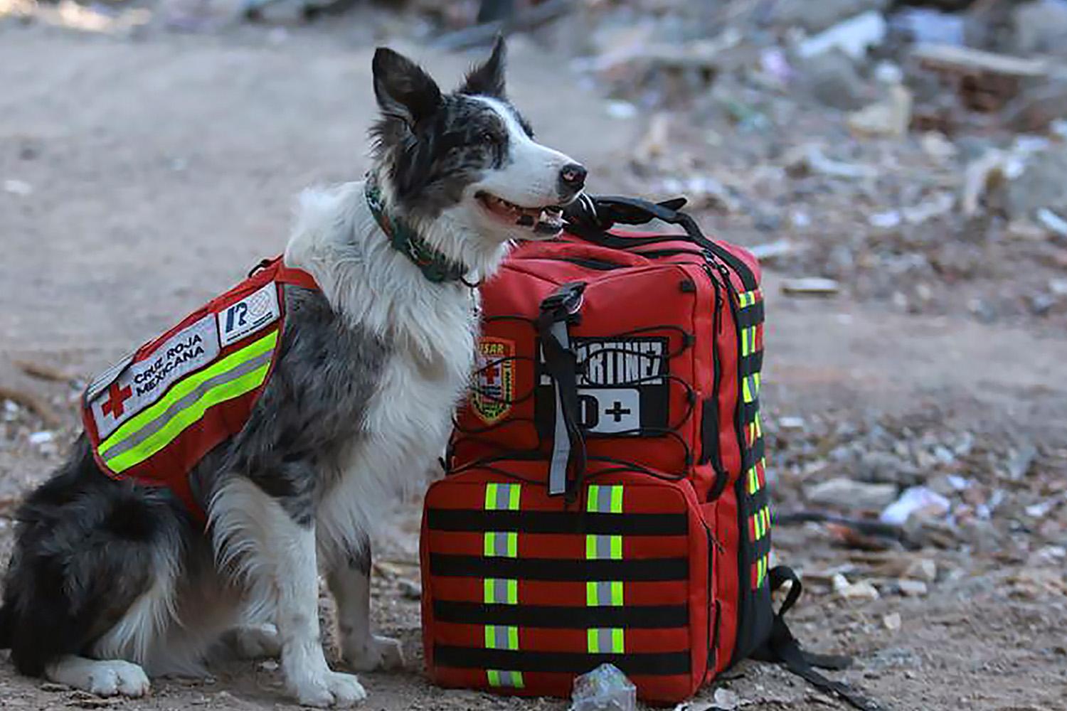 Shot-of-the-day-balam-rescue-dogs-mexico-quake-turkey-syria-SPACEBAR-Hero