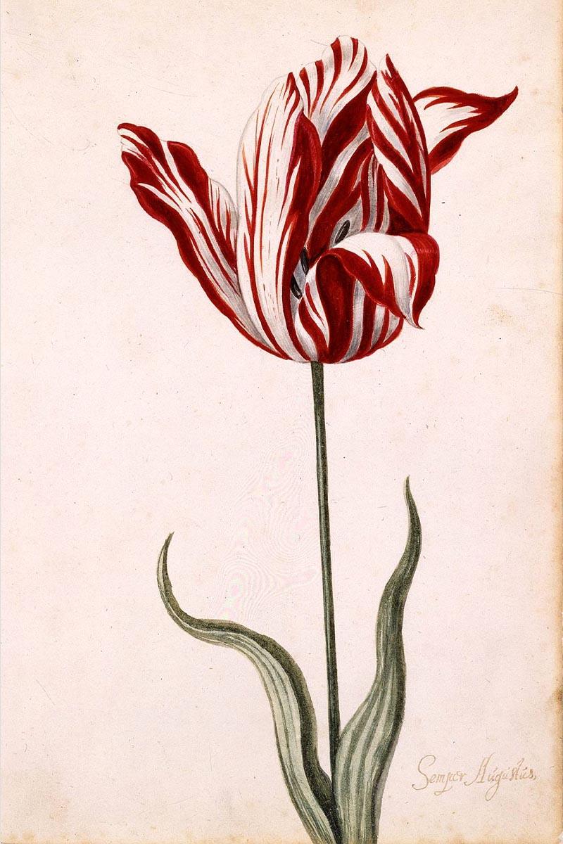 Semper Augustus, Tulip Mania, ความคลั่งทิวลิป, ฟองสบู่, เก็งกำไร