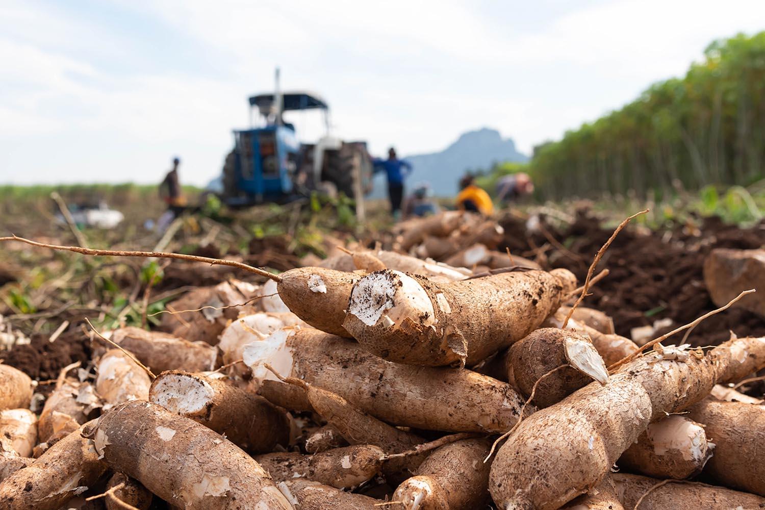 Thai-cassava-low-price-farmer-world-market-short-supply-SPACEBAR-Hero.jpg