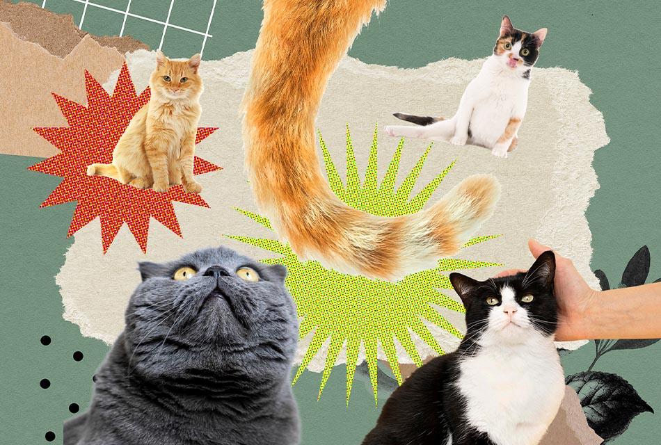 cat-tail-language-SPACEBAR-Thumbnail
