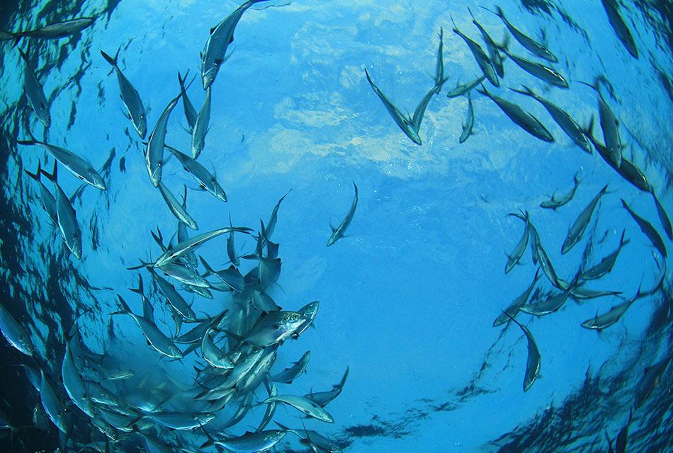 economy-department-of-fisheries-mackerel-spawns-gulf-sea-SPACEBAR-Thumbnail.jpg