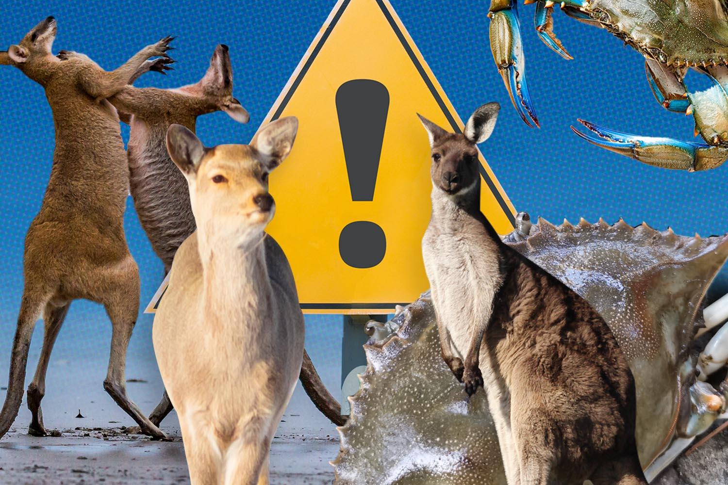 how-government-solve-problem-too-many-kangaroos-yezo-deer-bluecrab-SPACEBAR-Hero.jpg