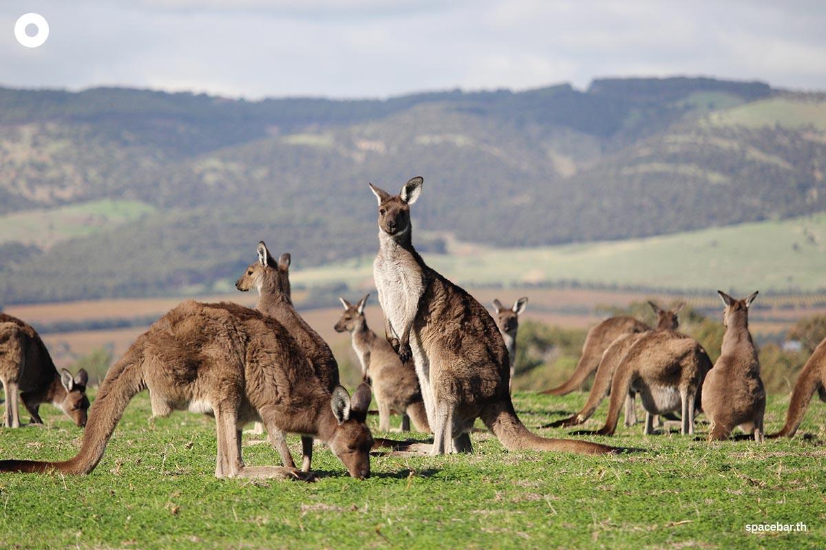 how-government-solve-problem-too-many-kangaroos-yezo-deer-bluecrab-SPACEBAR-Photo01.jpg