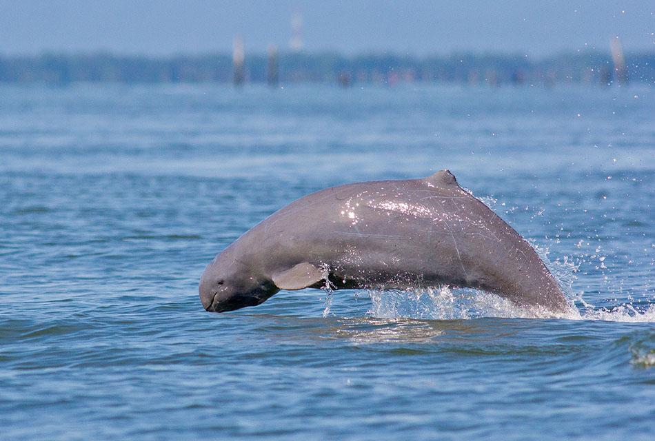 irrawaddy-dolphins-cambodia-laos-critically-extinction-SPACEBAR-Thumbnail