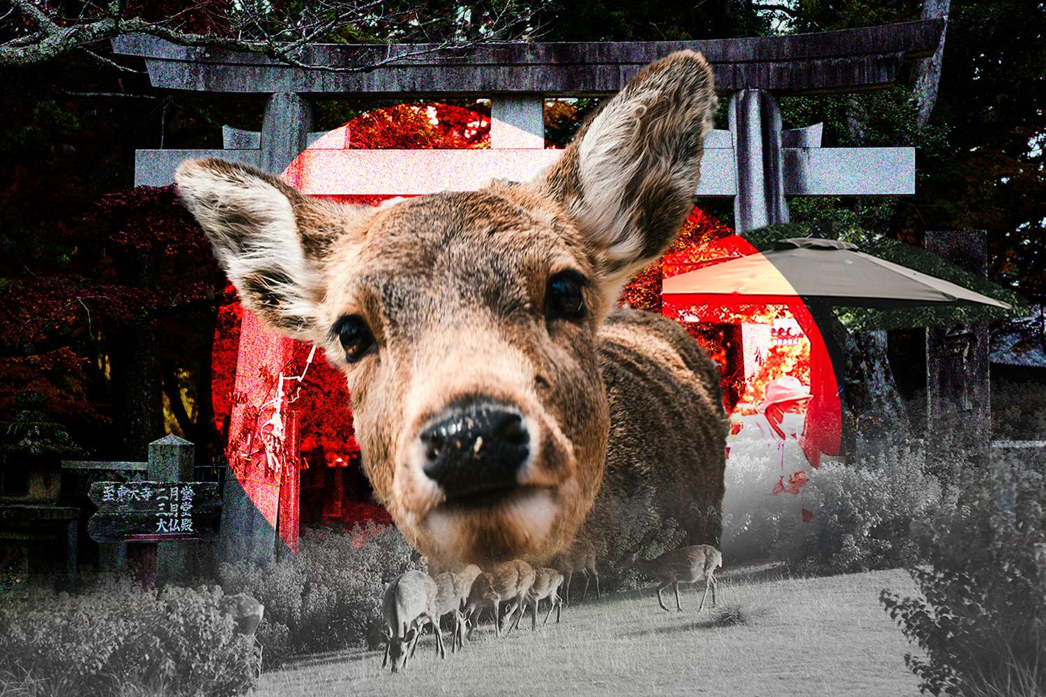 japan-nara-plans-to-cull-more-sacred-deer-to-protect-farms-SPACEBAR-Hero.jpg