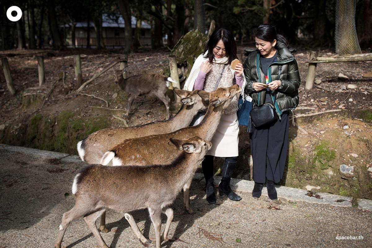 japan-nara-plans-to-cull-more-sacred-deer-to-protect-farms-SPACEBAR-Photo01.jpg