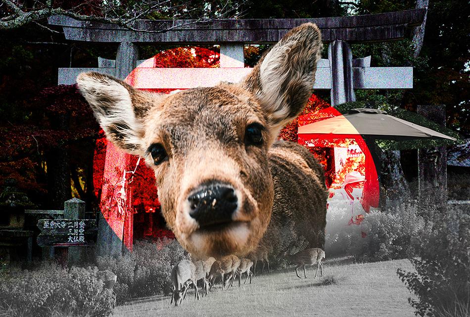 japan-nara-plans-to-cull-more-sacred-deer-to-protect-farms-SPACEBAR-Thumbnail.jpg