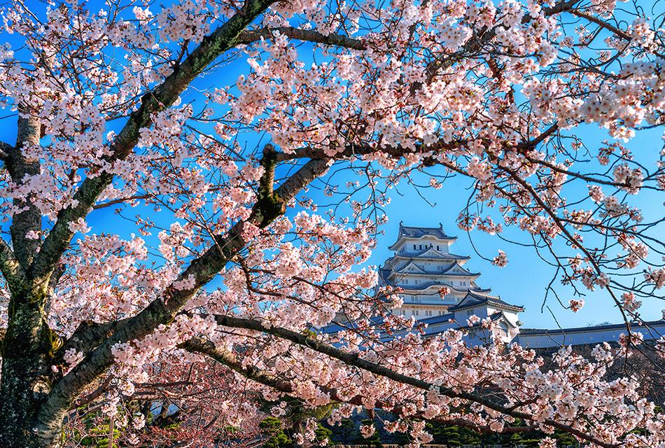 japan-welcomes-sakura-season-popular-cherry-variety-facing-extinction-SPACEBAR-Thumbnail.jpg
