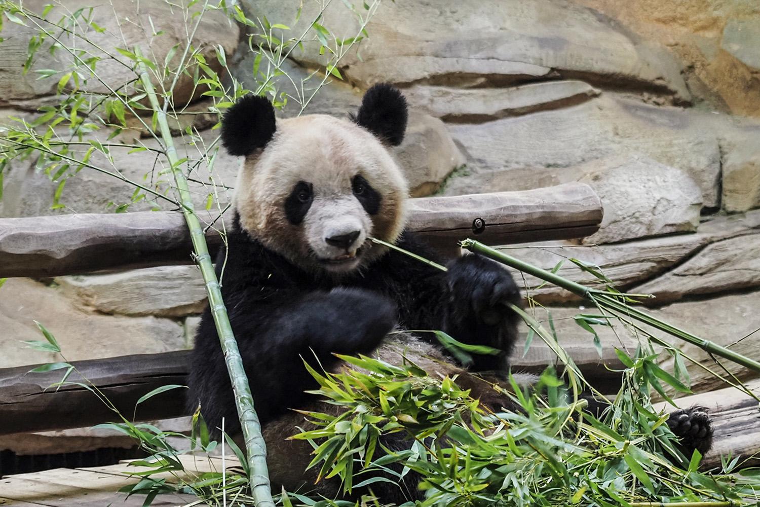 pandas-are-not-all-black-and-white-genetic-caused-some-brown-SPACEBAR-Hero.jpg
