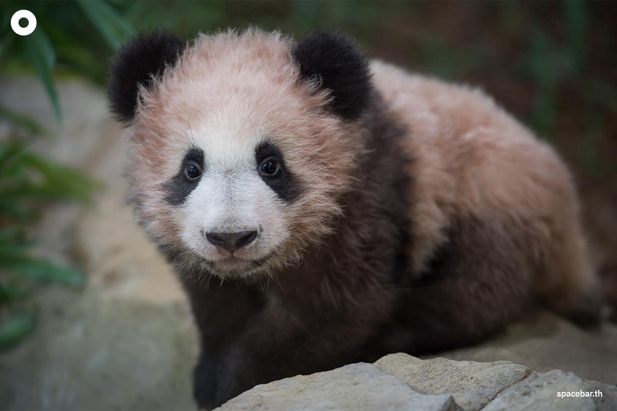 pandas-are-not-all-black-and-white-genetic-caused-some-brown-SPACEBAR-Photo02.jpg