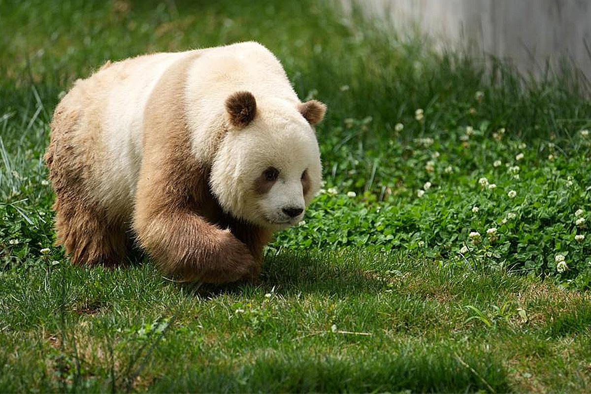 pandas-are-not-all-black-and-white-genetic-caused-some-brown-SPACEBAR-Photo03.jpg