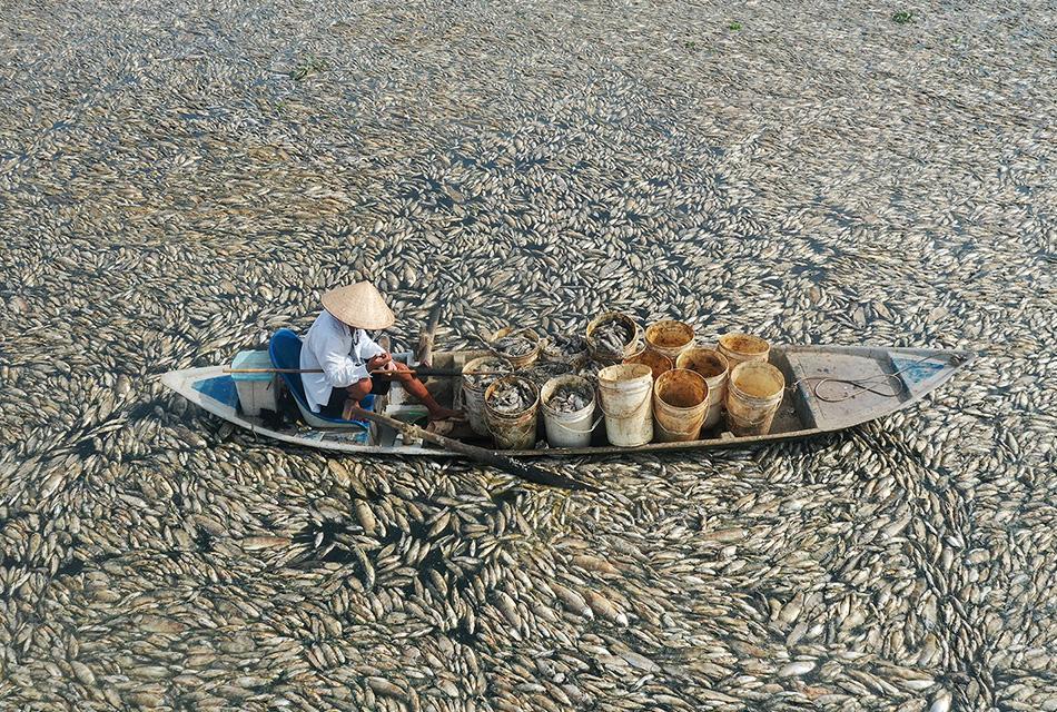photo-story-hundreds-of-thousands-fish-die-off-vietnam-heatwave-SPACEBAR-Thumbnail.jpg