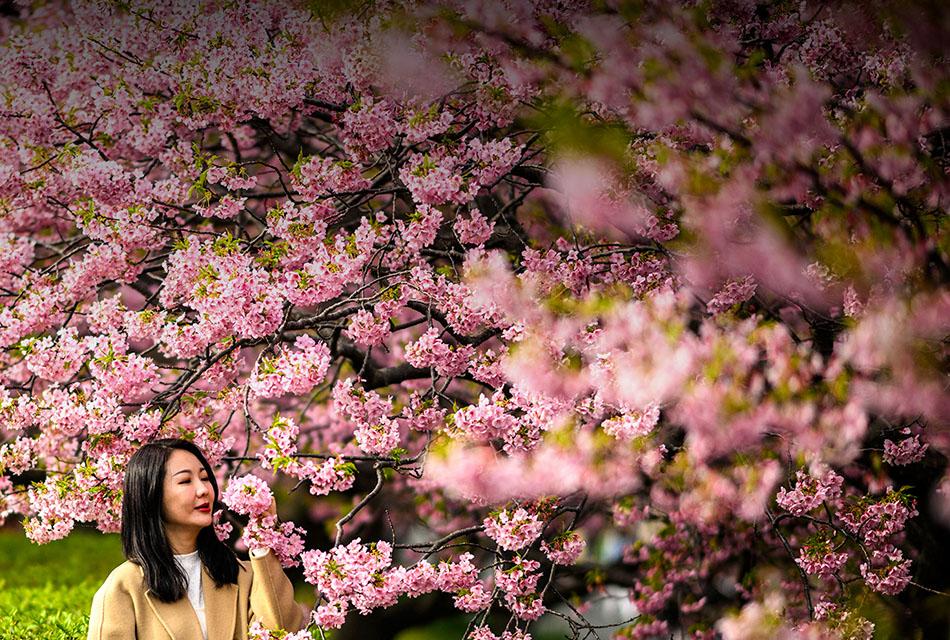 photo-story-japanese-cherry-blossom-kawazu-2024-SPACEBAR-Thumbnail.jpg