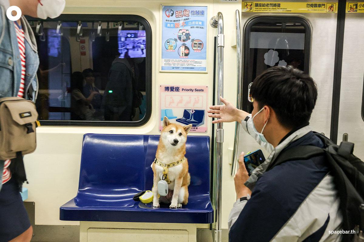 ผู้โดยสารกำลังถ่ายรูปน้องหมาพันธุ์ชิบะขณะนั่งอยู่บนรถไฟใต้ดิน (Taipei Mass Rapid Transit / MRT) ที่อนุญาตให้เจ้าคู่หูเพื่อนซี้สี่ขาขึ้นได้ (pet-friendly train) ในไทเป ไต้หวัน เมื่อวันที่ 31 มีนาคม 2024 (Photo by I-Hwa CHENG / AFP)