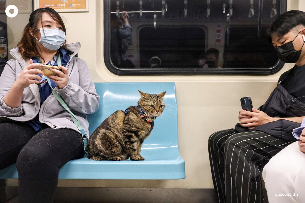 ผู้โดยสารหญิงรายหนึ่งพร้อมด้วยน้องแมวขณะนั่งอยู่บนรถไฟใต้ดิน (Taipei Mass Rapid Transit / MRT) ที่อนุญาตให้เจ้าคู่หูเพื่อนซี้สี่ขาขึ้นได้ (pet-friendly train) ในไทเป ไต้หวัน เมื่อวันที่ 31 มีนาคม 2024 (Photo by I-Hwa CHENG / AFP)