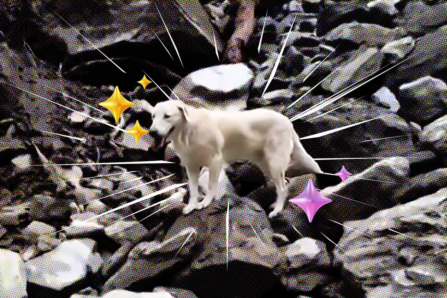 roger-playful-dog-who-failed-police-academy-becomes-star-of-taiwan-quake-SPACEBAR-Hero.jpg