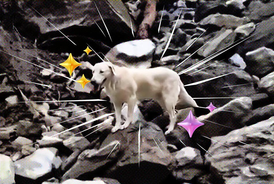 roger-playful-dog-who-failed-police-academy-becomes-star-of-taiwan-quake-SPACEBAR-Thumbnail.jpg