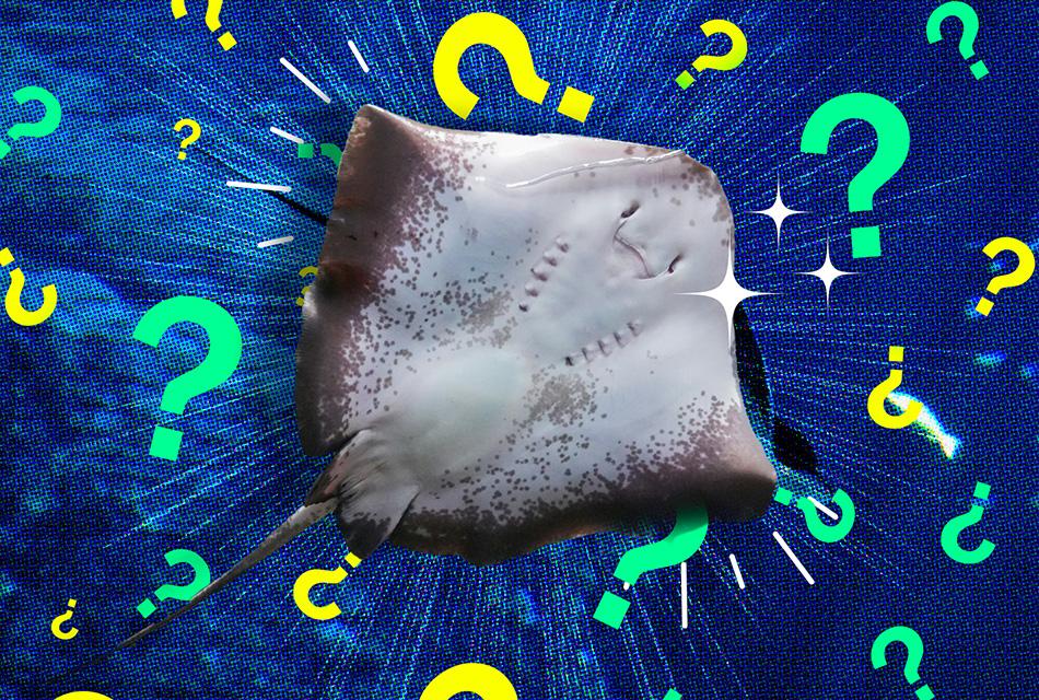 scientists-solve-virgin-stingray-pregnant-not-sharing-tank-with-her-species-SPACEBAR-Thumbnail.jpg