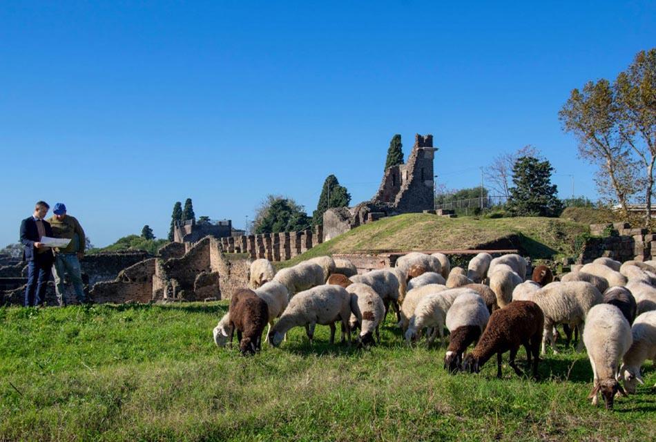 sheep-rescue-pompeii-ruins-SPACEBAR-Thumbnail