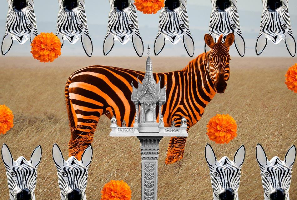 zebra-culture-SPACEBAR-Thumbnail