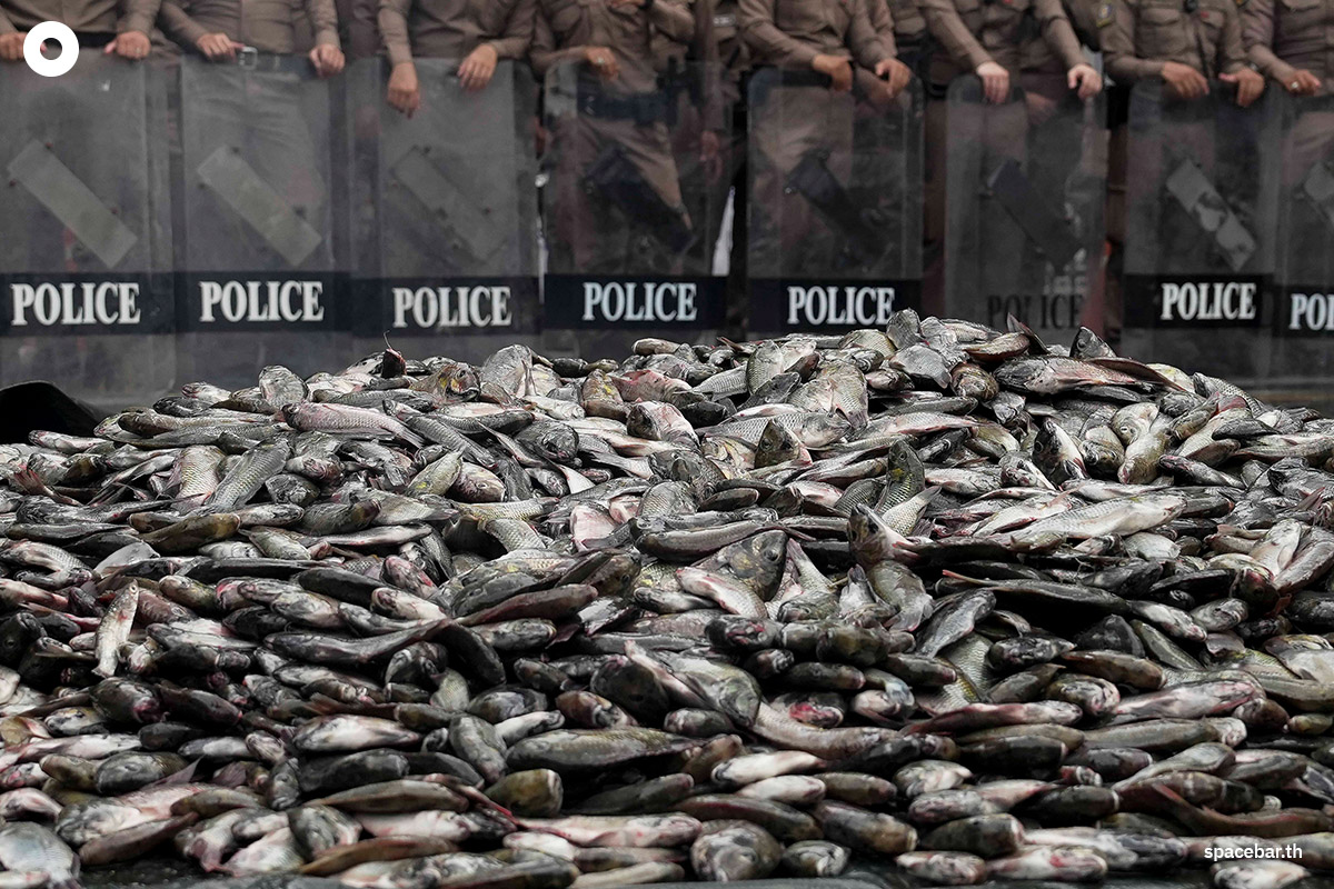 Blackchin_tilapia_Government_SPACEBAR_Photo03_2e29fde6c3.jpg