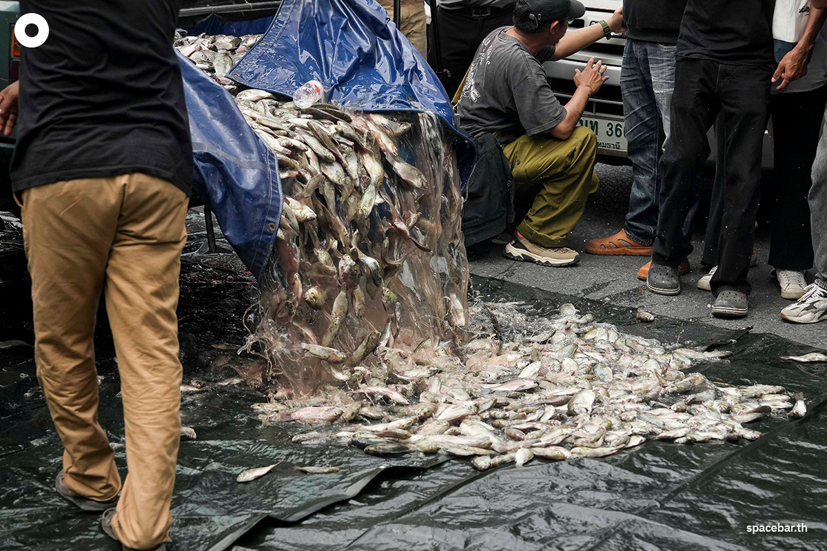 Blackchin_tilapia_Government_SPACEBAR_Photo11_efc6b0fab5.jpg