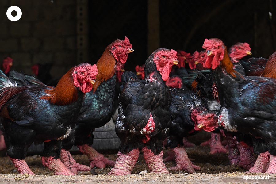Dong_Tao_chicken_Hung_Yen_vietnam_Lunar_New_Year_SPACEBAR_Photo01_aed6298e3d.jpeg