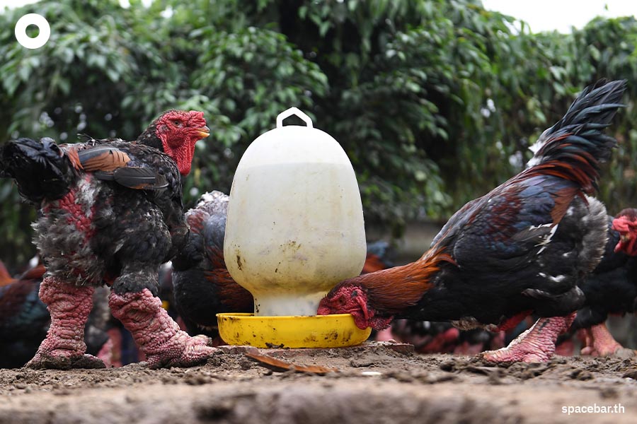 Dong_Tao_chicken_Hung_Yen_vietnam_Lunar_New_Year_SPACEBAR_Photo05_b46dcacf82.jpeg