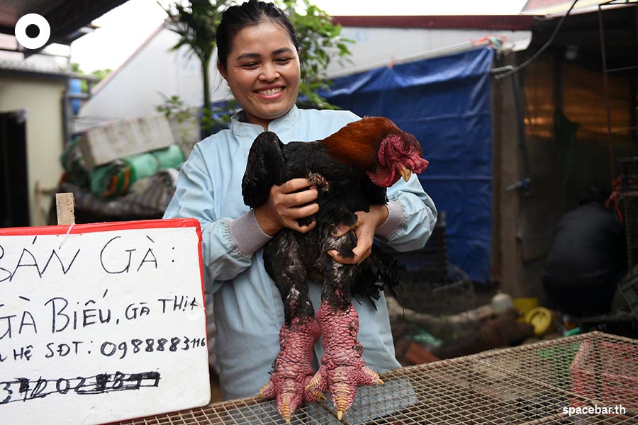 Dong_Tao_chicken_Hung_Yen_vietnam_Lunar_New_Year_SPACEBAR_Photo06_804dd00845.jpeg