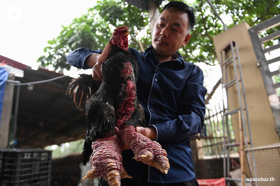 Dong_Tao_chicken_Hung_Yen_vietnam_Lunar_New_Year_SPACEBAR_Photo09_336de92d8c.jpeg