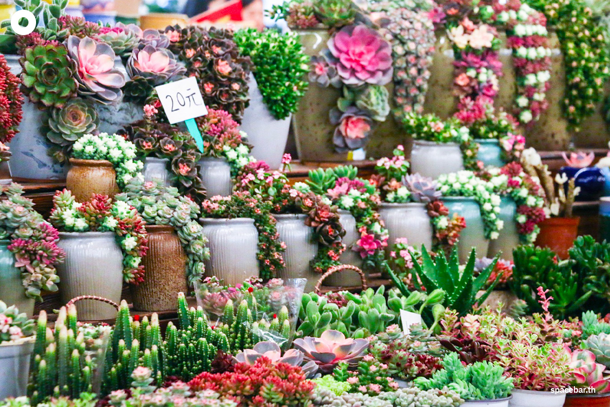 china_kunming_yunnan_dounan_flower_markets_SPACEBAR_Photo05_b44b5f830e.jpeg