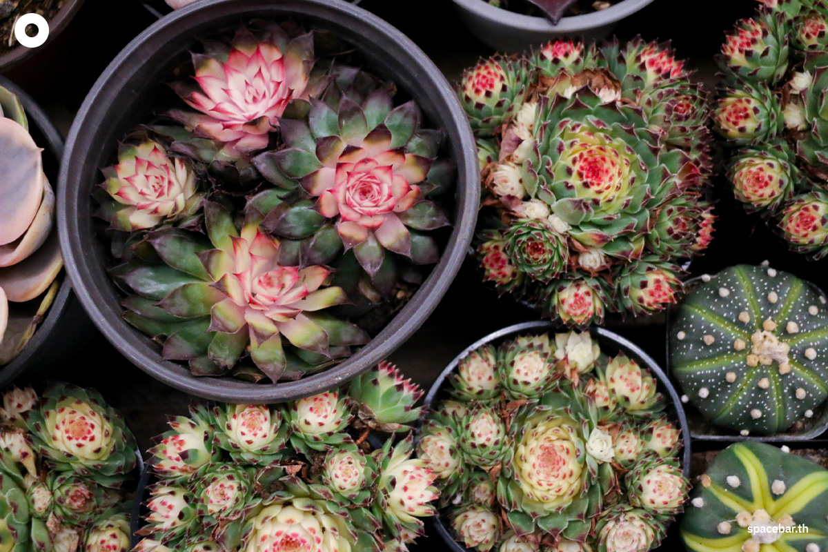 china_kunming_yunnan_dounan_flower_markets_SPACEBAR_Photo07_33998d57a3.jpeg