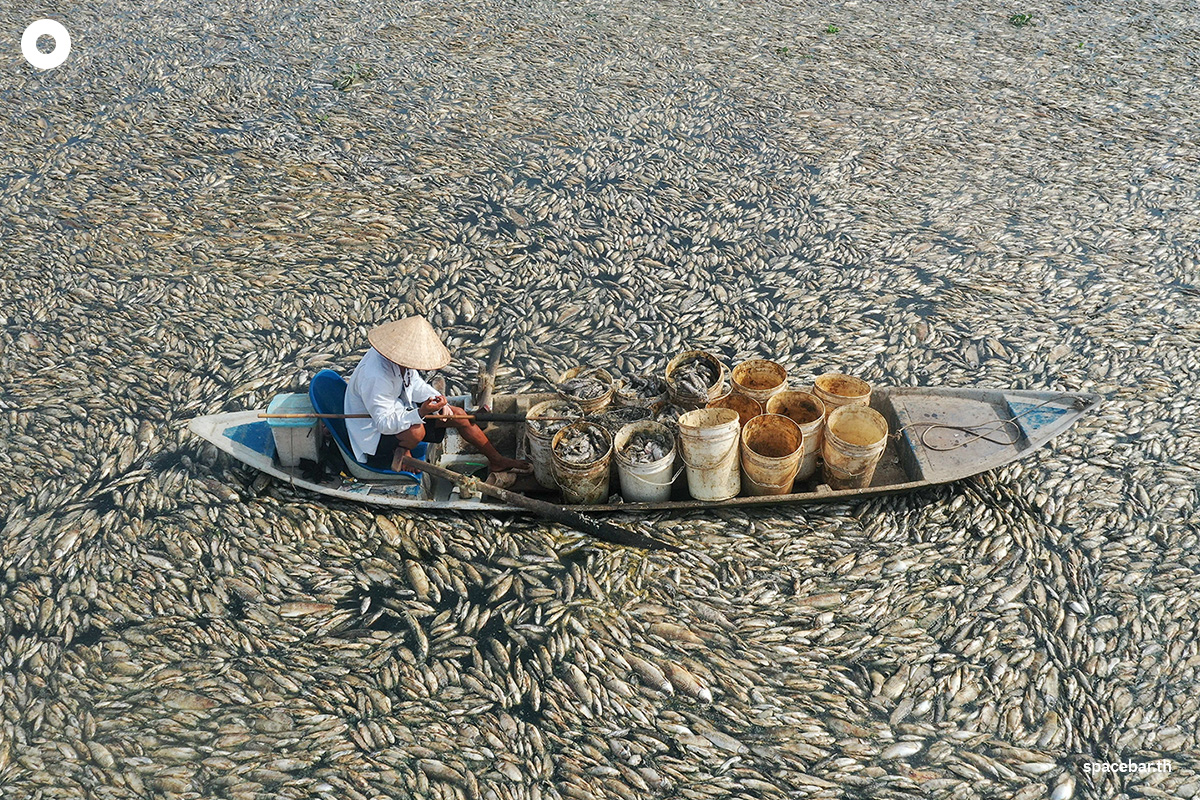photo_story_hundreds_of_thousands_fish_die_off_vietnam_heatwave_SPACEBAR_Photo00_8130645b11.jpg