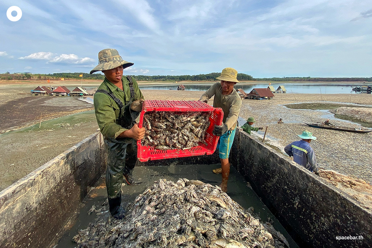 photo_story_hundreds_of_thousands_fish_die_off_vietnam_heatwave_SPACEBAR_Photo04_01fd1eb537.jpg
