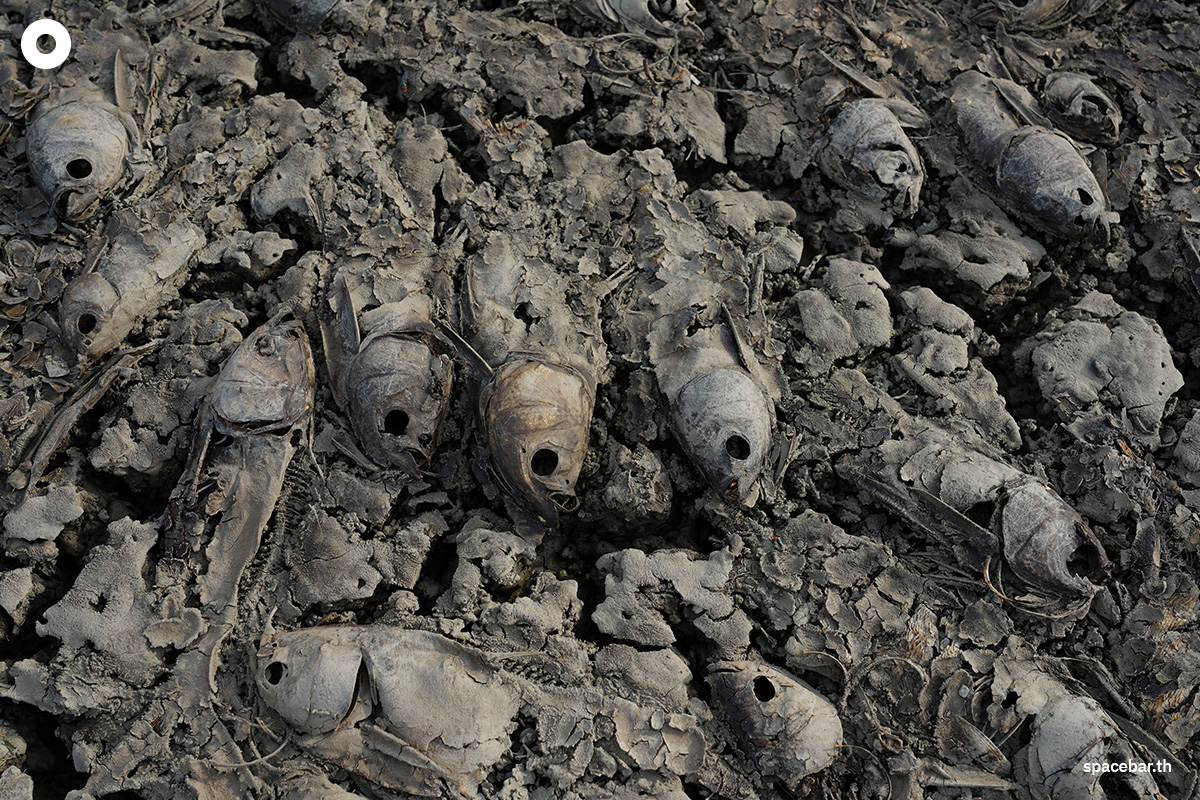 photo_story_hundreds_of_thousands_fish_die_off_vietnam_heatwave_SPACEBAR_Photo05_d0251e8189.jpg