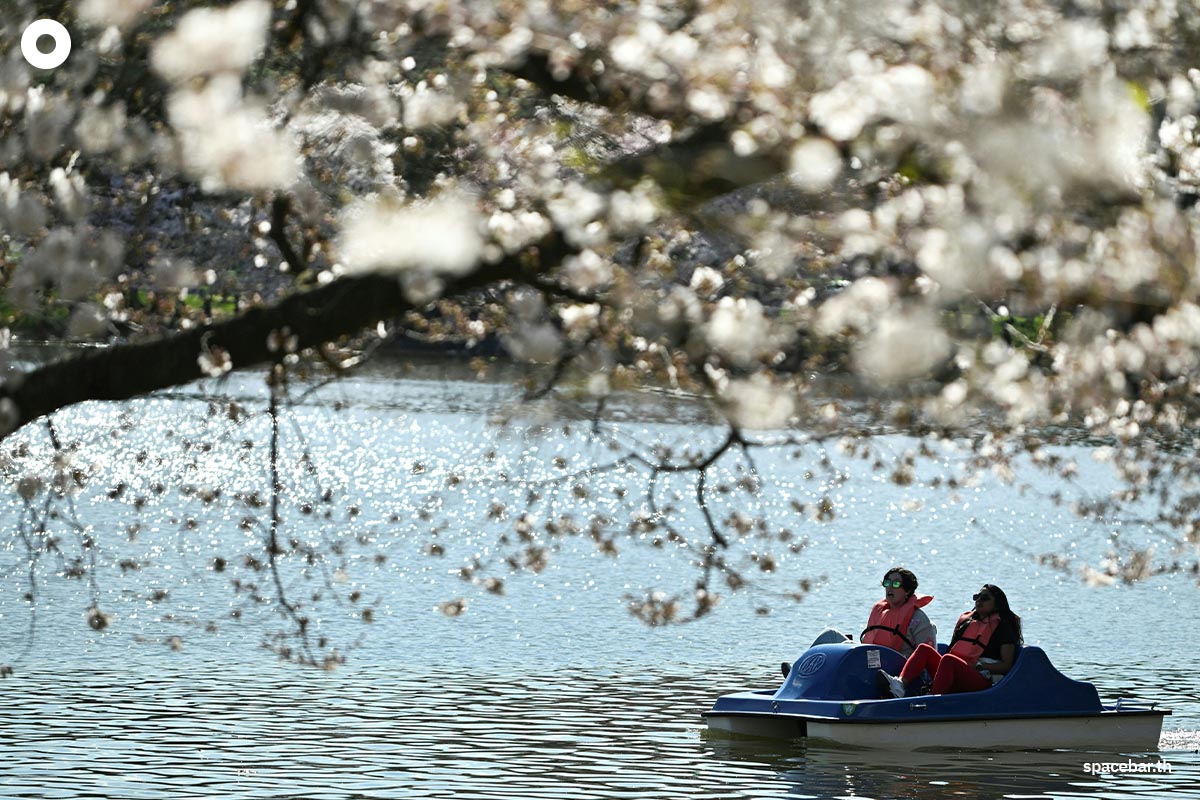 photo_story_japanese_cherry_blossom_bloom_washington_dc_SPACEBAR_Photo02_b60f934799.jpg