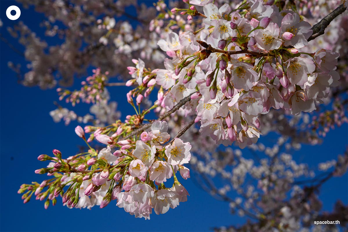 photo_story_japanese_cherry_blossom_bloom_washington_dc_SPACEBAR_Photo04_4a2d18a9dc.jpg