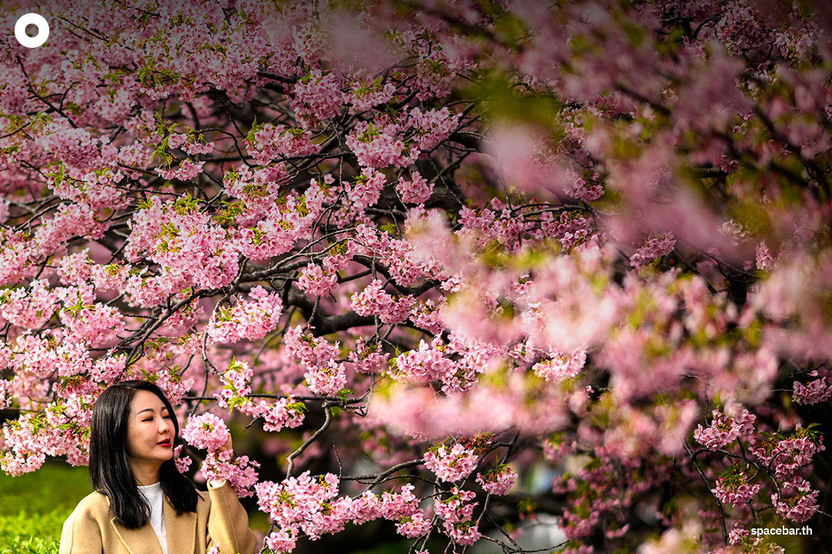 photo_story_japanese_cherry_blossom_kawazu_2024_SPACEBAR_Photo00_4145a3a2d0.jpg
