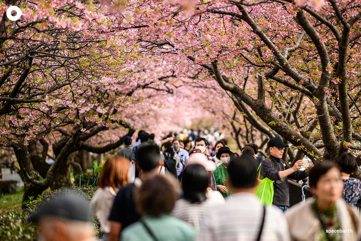 photo_story_japanese_cherry_blossom_kawazu_2024_SPACEBAR_Photo02_fddfb65d6a.jpg