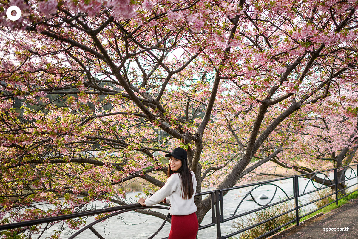 photo_story_japanese_cherry_blossom_kawazu_2024_SPACEBAR_Photo03_405eb6f4b5.jpg