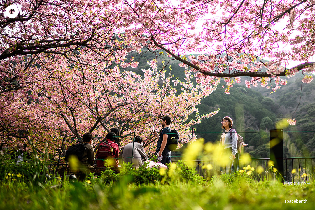 photo_story_japanese_cherry_blossom_kawazu_2024_SPACEBAR_Photo04_0861ebea0f.jpg