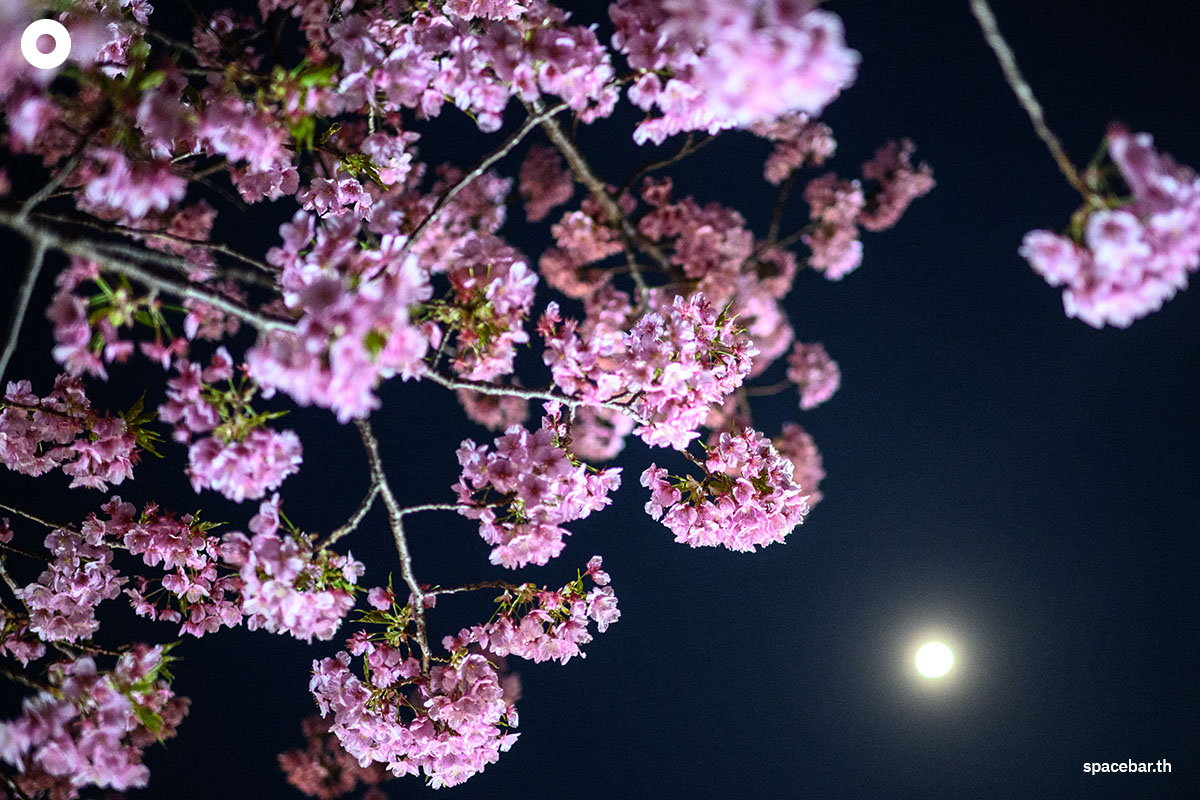 photo_story_japanese_cherry_blossom_kawazu_2024_SPACEBAR_Photo06_2d30bf6ccf.jpg