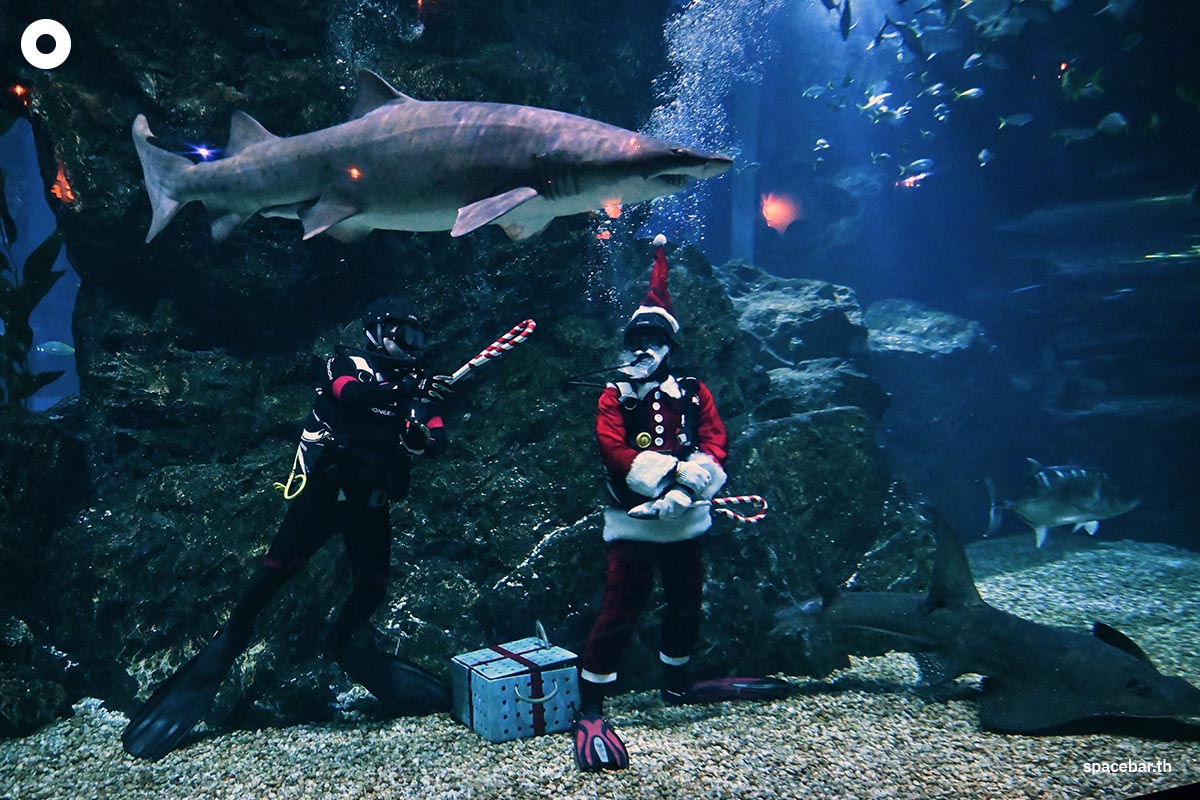 photo_story_santa_aquarium_SPACEBAR_Photo01_d1364b3e16.jpg